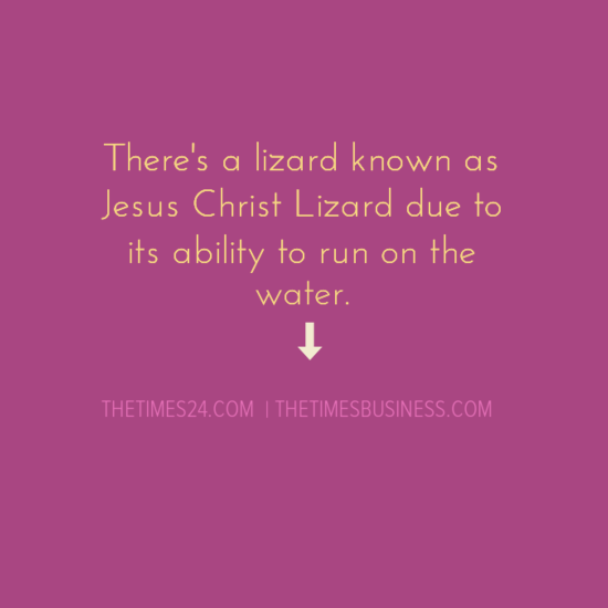 there-is-a-lizard-known