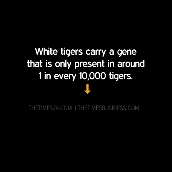 white-tigers