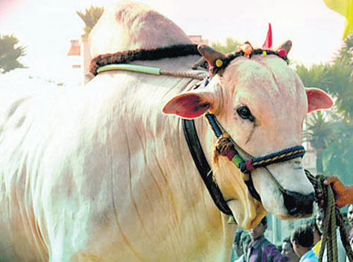 Significance of 4-Day Sankranti Festival In Telugu States