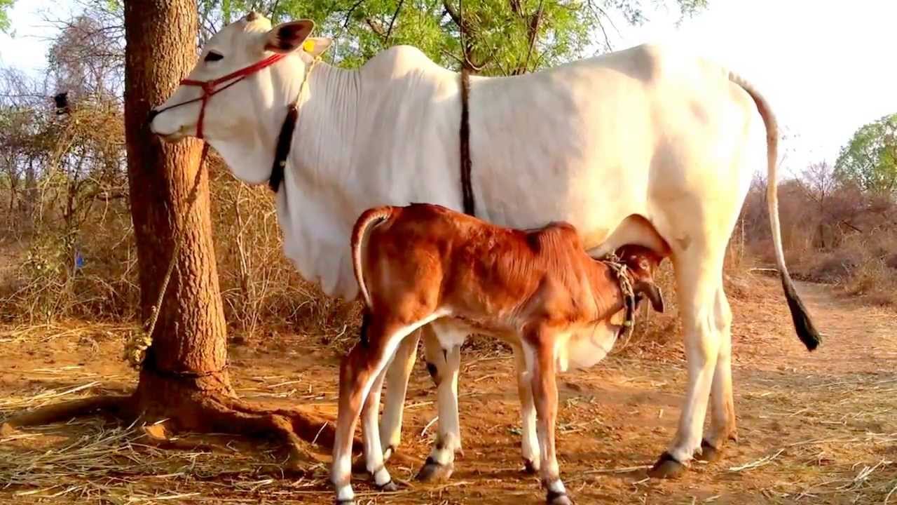 Want To Know Species-wise Population Of Livestock In Telangana? – Find The Numbers Here!