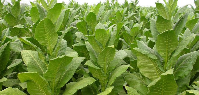 Revival Of Tobacco Exports To China Would Greatly Help Andhra Pradesh Tobacco Farmers, Says Piyush Goyal