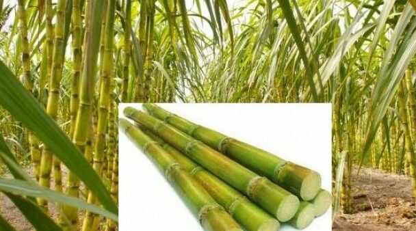 Quick Facts You Need To Know About Sugar Production In India